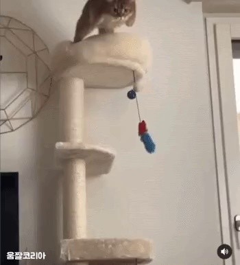 優雅にジャンプする猫