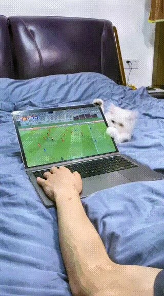 飼い主のノートパソコンを直してくれる猫gif
