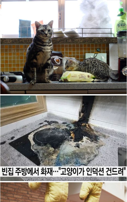 火事事故の主犯とされた猫
