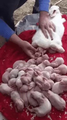 出産するウサギgif
