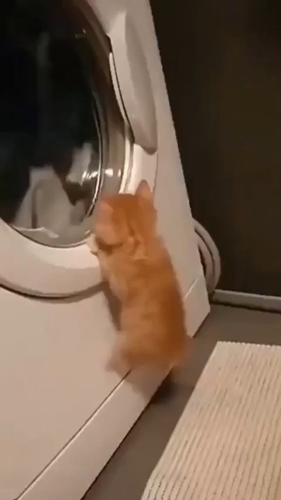 洗濯機が不思議な猫gif
