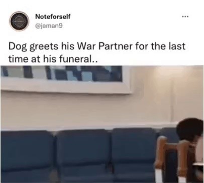 相棒の葬儀に参列した軍犬