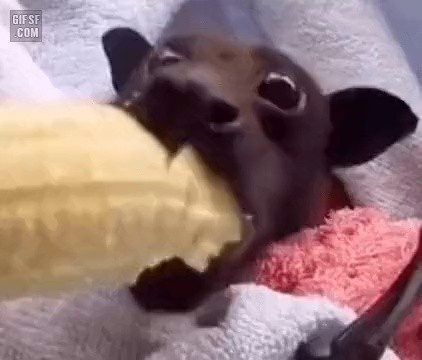 バナナを食べるコウモリgif