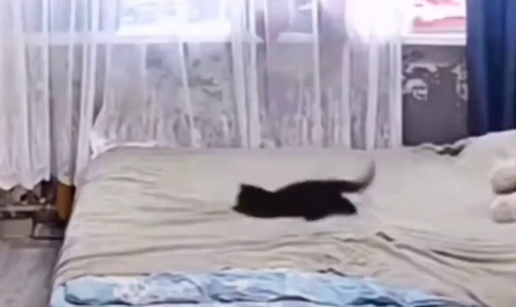 子猫がベッドの散らかるので整理するママ猫webp