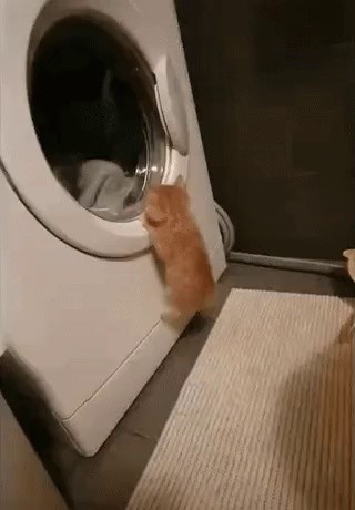 洗濯機を見る猫