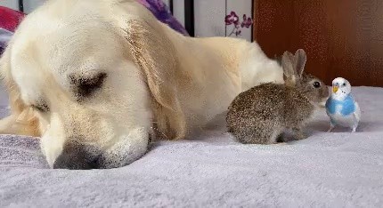 ウサギと友達になったゴルデンイgif