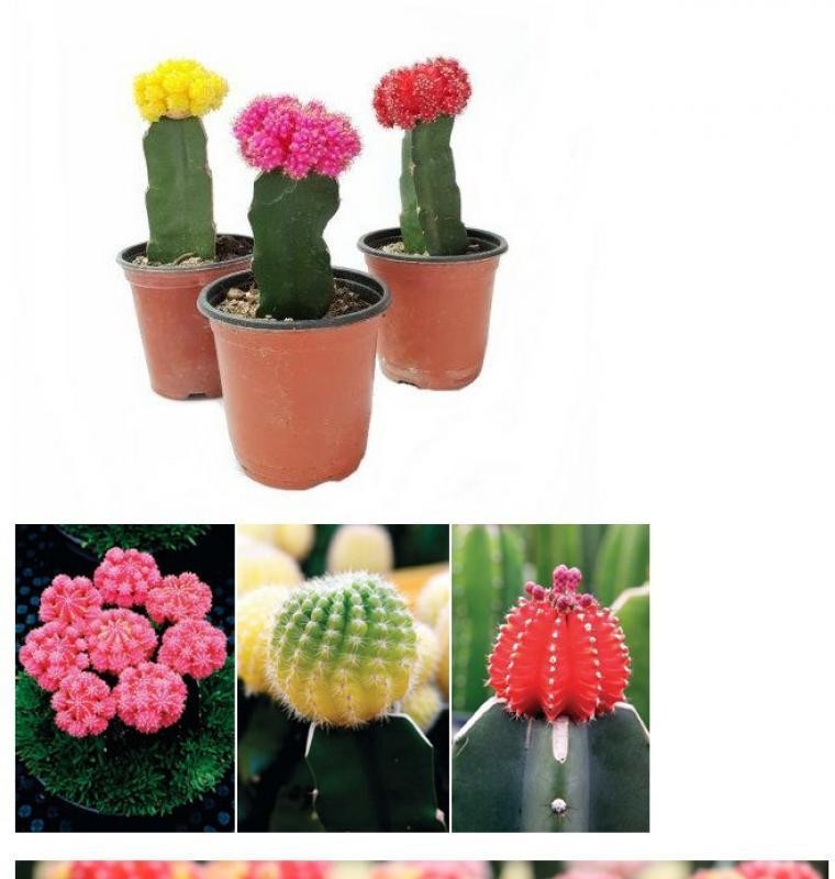 ●世界市場70シェアの韓国産植物