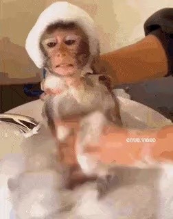 猿のお風呂3段進化
