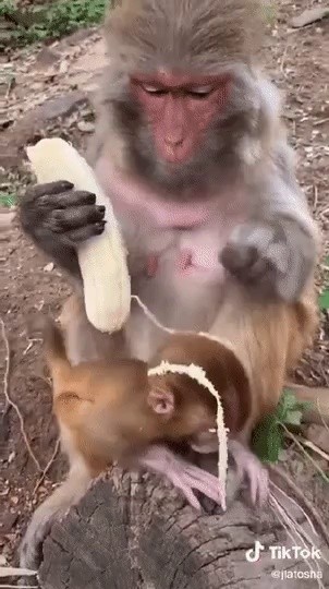 SOUND猿も食べない部位GIF