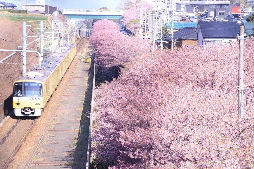 私が桜と電車の写真を撮ったんだけど、jpg