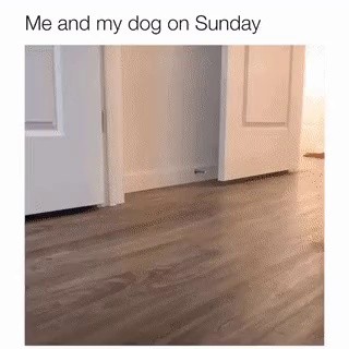 子犬と一緒に日曜日を過ごすgif