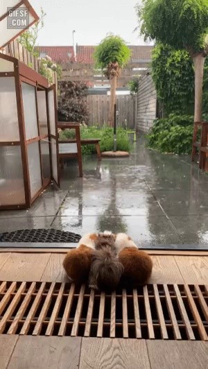 雨見物のモルモット