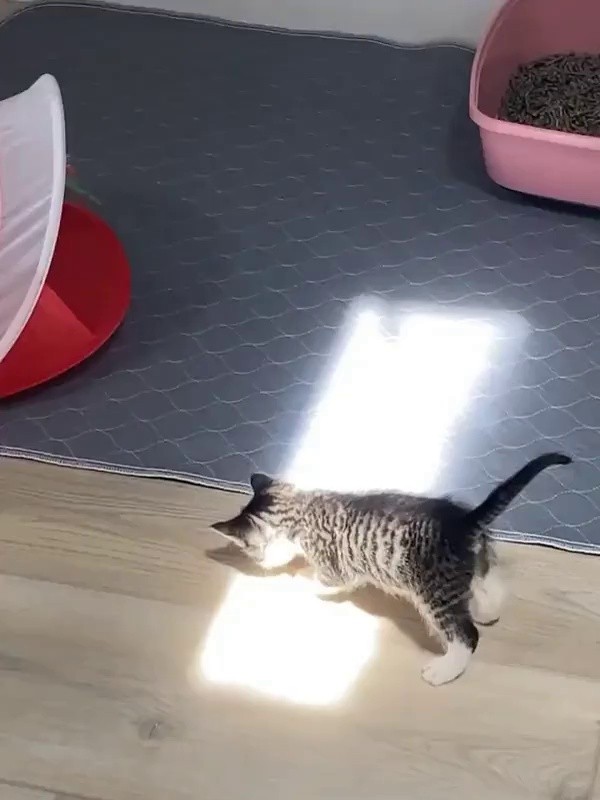 日差しというものを初めて経験する子猫。