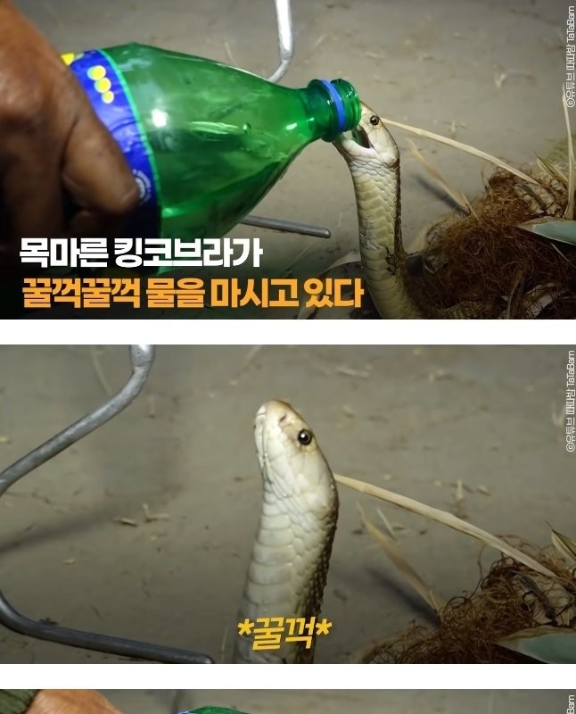 渇いたキングコブラに水筒を見せたら驚きの反応jpg