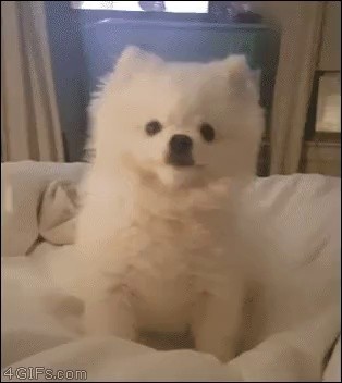 くしゃみをする子犬。