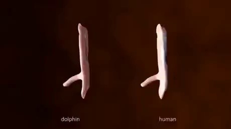イルカと人間の胚発生