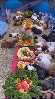 村祭りに誘われたら野菜ばかり。