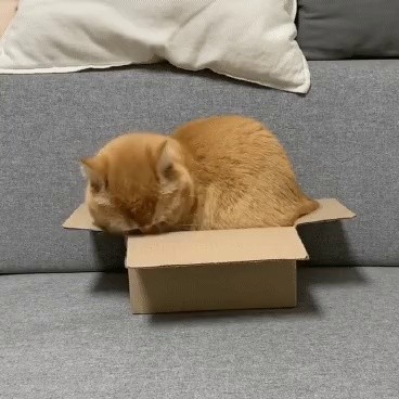 猫が小さいボックスに入る方法gif