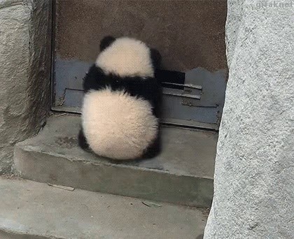 戸を開けるパンダ