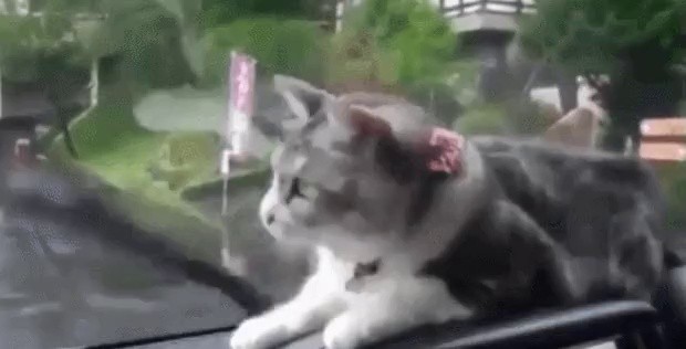 ワイパーを見て驚いた猫gif