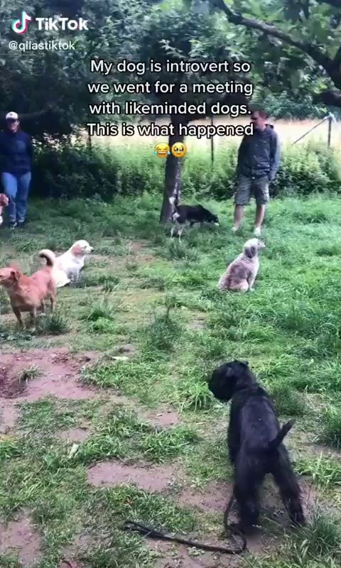 SOUND耐性的な犬たちの集まり