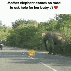 道路まで出て助けを求めたママゾウ