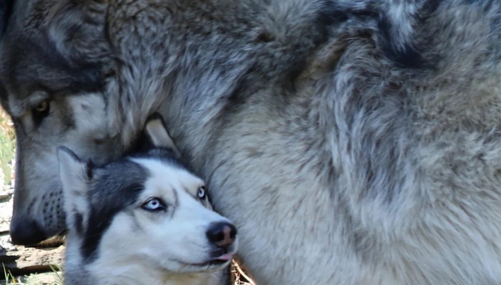 허스키랑 늑대 크기 비교