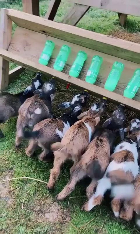 SOUND可愛いヤギの子たちの牛乳を飲む姿gif