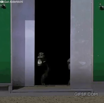 ●30年ぶりに太陽光を放つチンパンジーgif