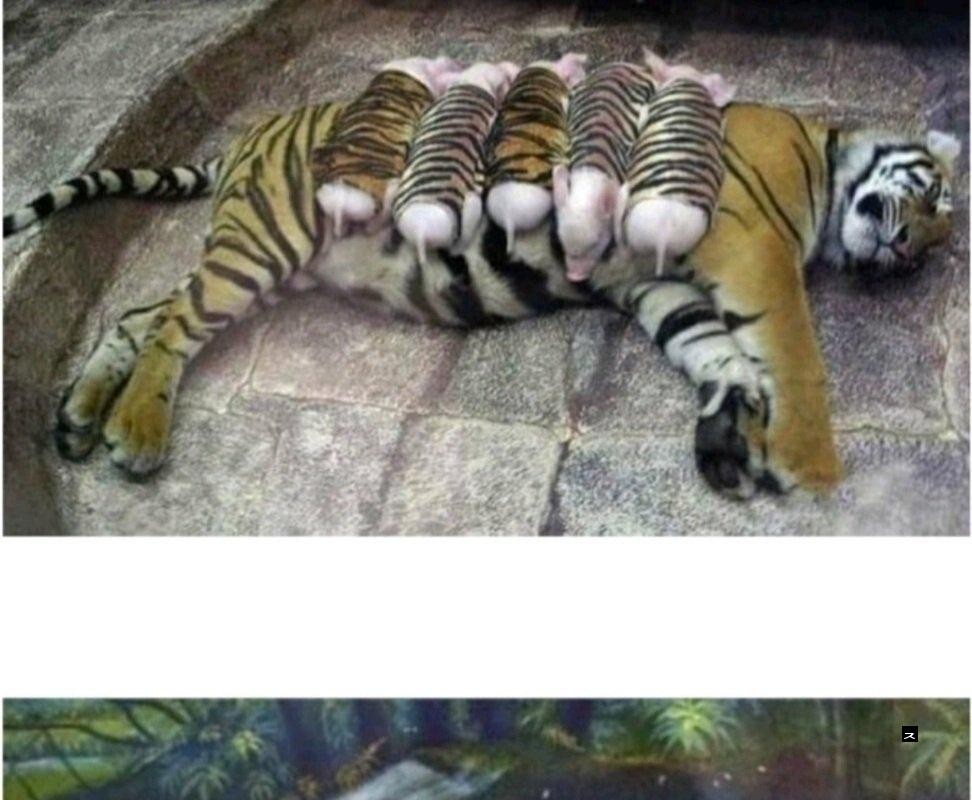 虎の母性愛jpg