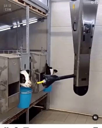 子牛に牛乳を飲ませる機械