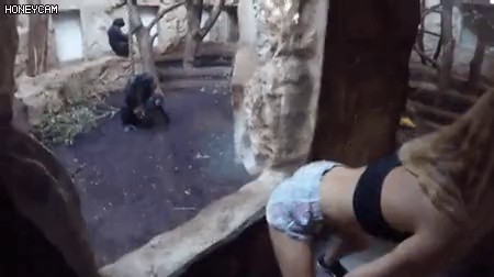 猿を誘う目付き