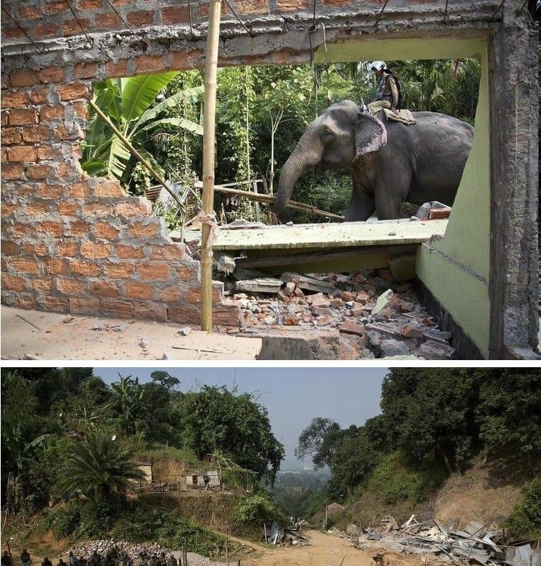 不法建築物を撤去する象