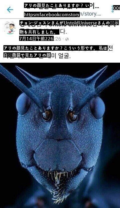 電子顕微鏡で観察したアリの顔