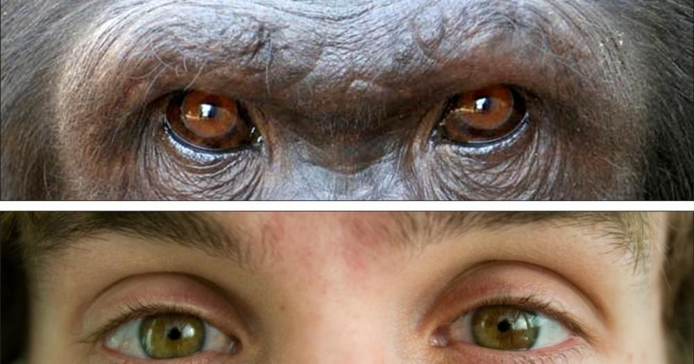 石器時代の水準に突入したというカプチン猿の目が独特だね。