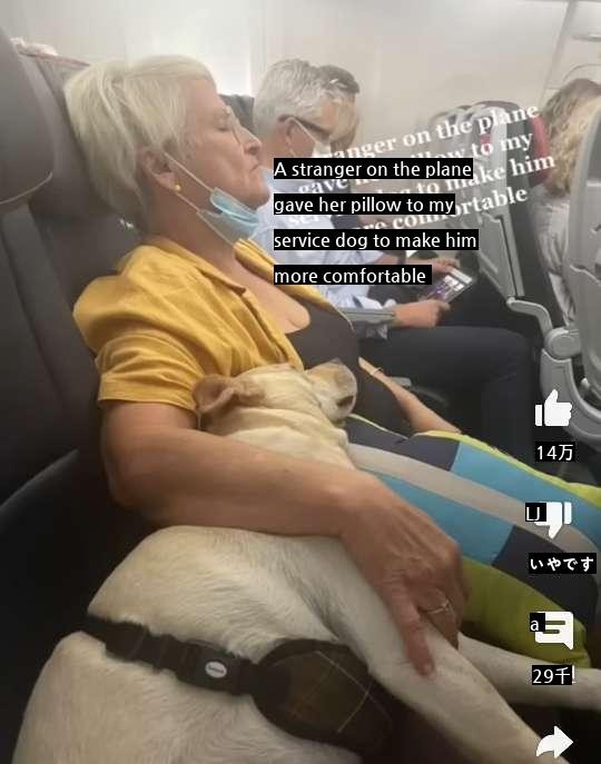 隣席の乗客が私のワンちゃんに枕を渡す