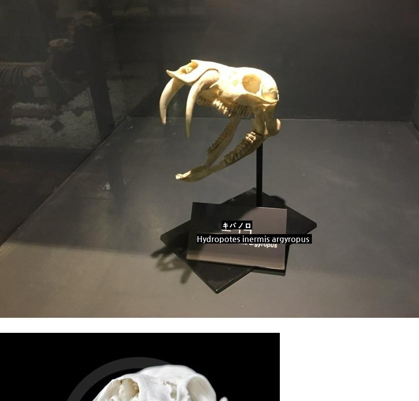 ゾクゾクキバノロ頭蓋骨