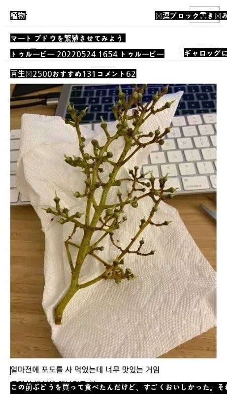 食べ終わったマートのブドウの茎を繁殖させる方法