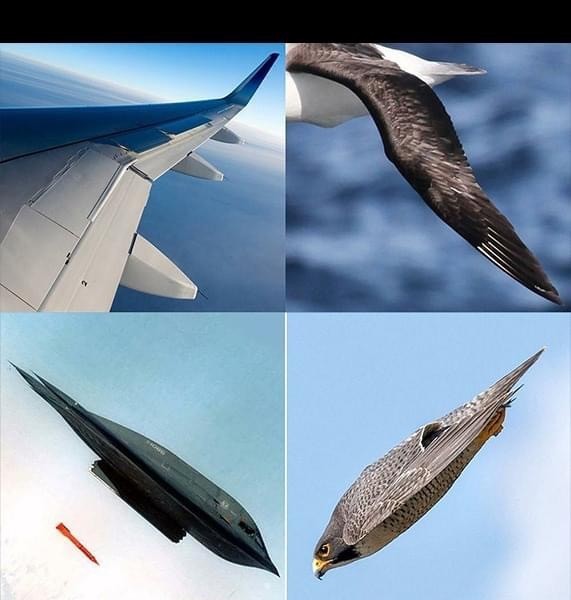 鳥に見られる航空力学jpg