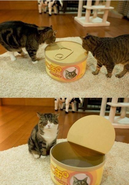 猫の缶詰製造