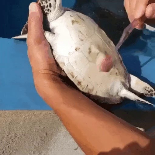 風呂ウミガメ