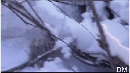 雪の中に閉じ込められた虎救出gif