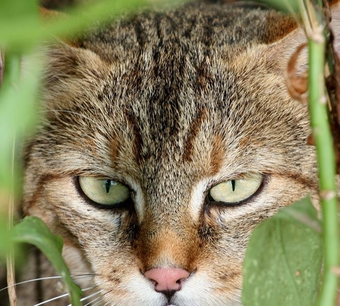 現在、家で飼われているすべての飼い猫の祖先