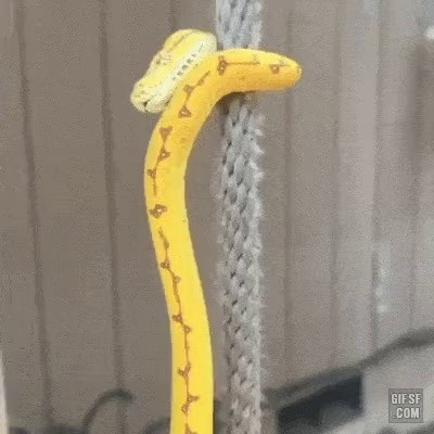 蛇の縄の乗り方