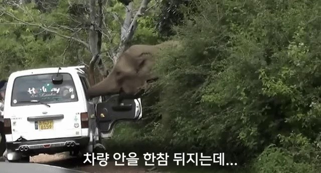 車で象に餌をやると起こる出来事