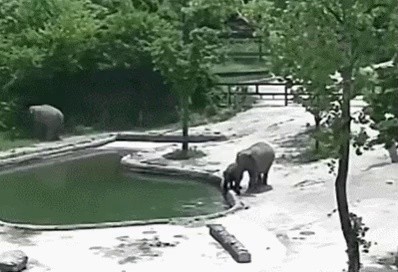 プールに落ちた子象