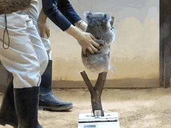 赤ちゃんコアラの体重の測り方