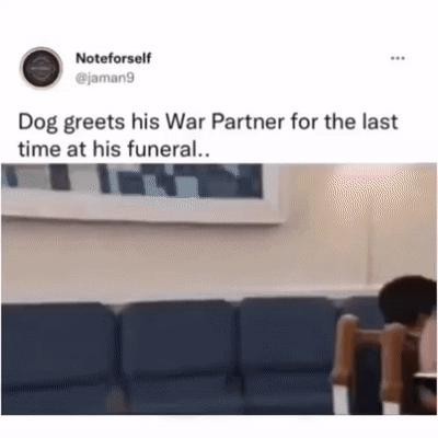 相棒の葬式に来た軍犬