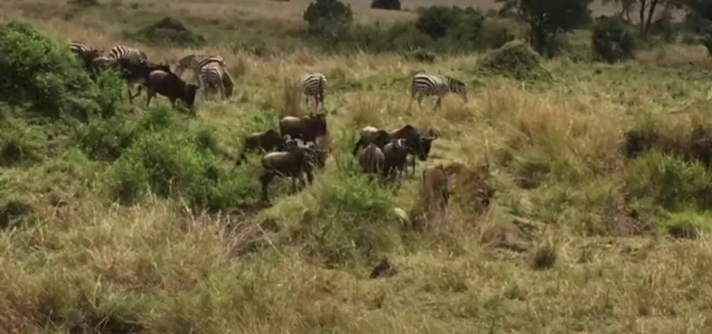 (SOUND)水牛とシマウマの群れに突然現れたライオンgif
