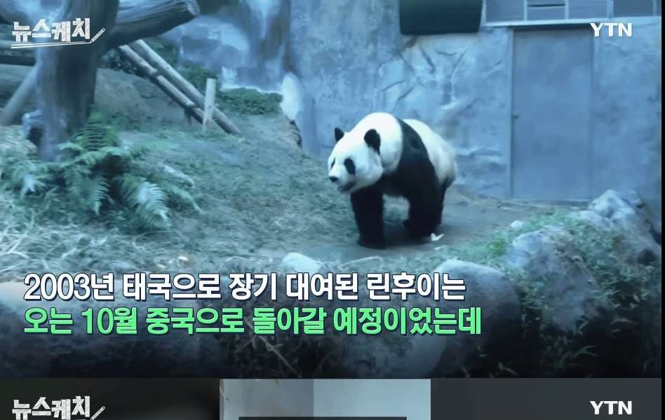 中国にパンダレンタルしたタイ動物園の近況